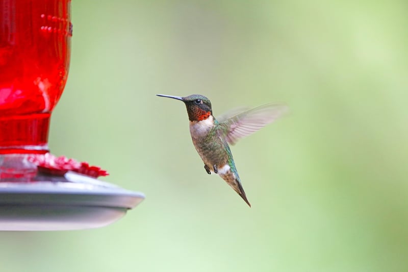 DIY bird feeder