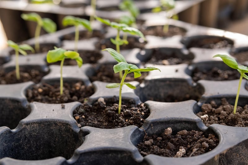 Planting seeds